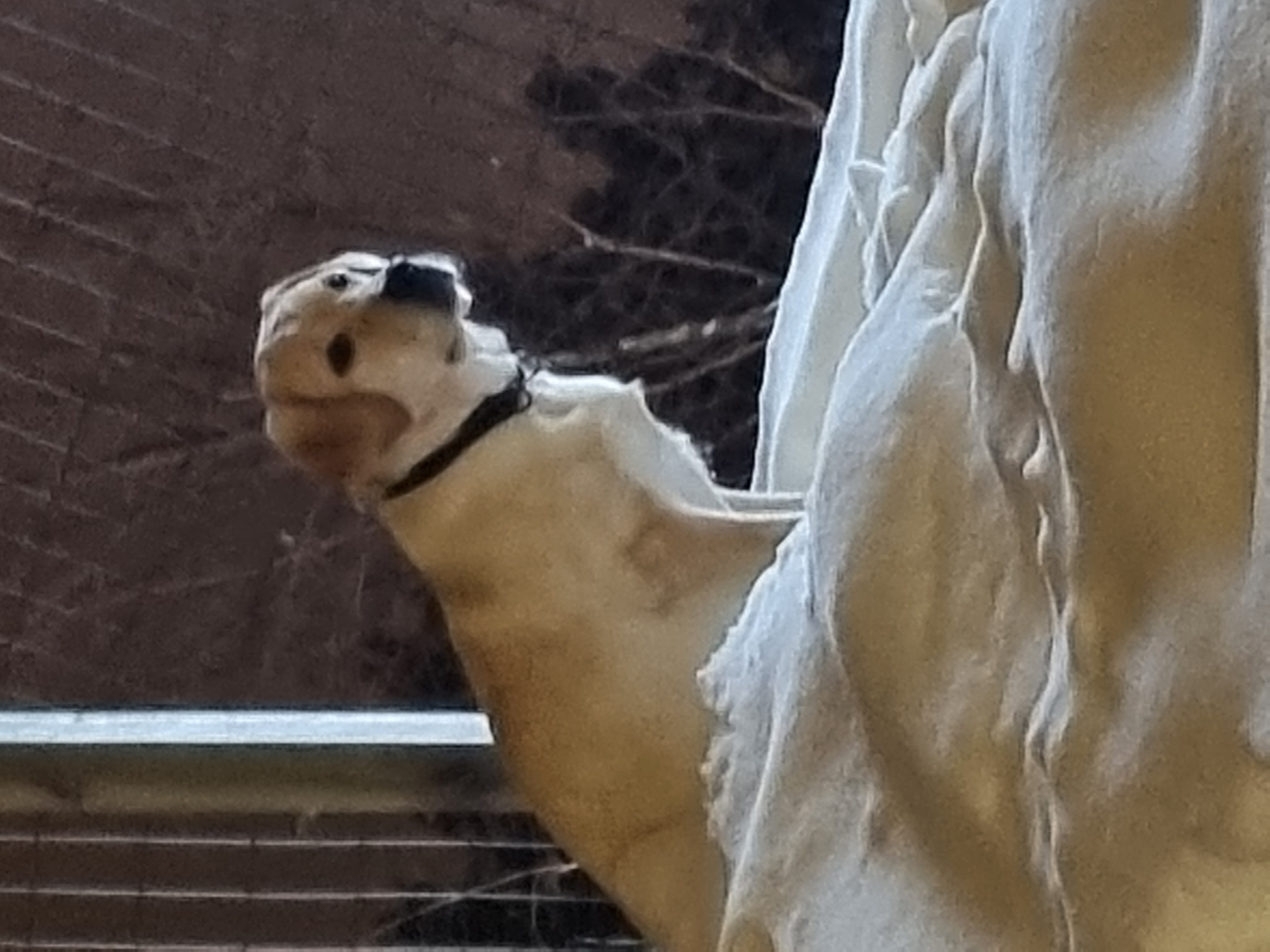 Bibbi